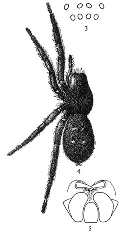 Common Spiders U.S. 003-5 Gnaphosa muscorum by James Henry Emerton (1847 – 1931). Used under a Public domain license.