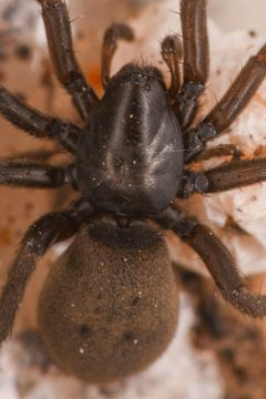 Gnaphosa muscorum female detail by chloe_and_trevor. Used under a CC BY 4.0 license.