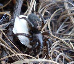 Gnaphosa muscorum female with egg sac by christine123. Used under a CC BY 4.0 license.