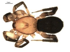 Gnaphosa sericata by Gergin Blagoev, Biodiversity Intitute of Ontario. Used under a CC BY 3.0 license.