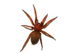 Haplodrassus signifer by Lauro Collado y Javier Paraleda. Used under a GPL license.