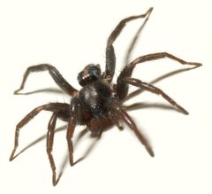 EasternParsonSpider by GlenPeterson. Used under a CC BY-SA 3.0 license.