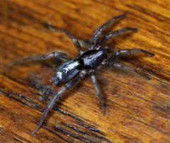 Eastern Parson Spider - Herpyllus ecclesiasticus  by WanderingMogwai. Used under a CC BY-SA 4.0 license.