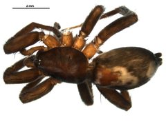 Herpyllus ecclesiasticus by Gergin Blagoev, Biodiversity Intitute of Ontario. Used under a CC BY 3.0 license.