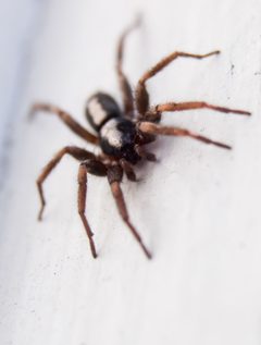 Herpyllus ecclesiasticus 243651664 by psweet. Used under a CC BY-SA 4.0 license.
