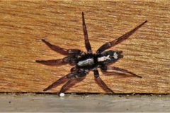 Herpyllus ecclesiasticus 247670649 by Barry Cottam. Used under a CC BY 4.0 license.