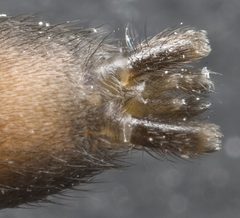 Spinnerets by GlenPeterson. Used under a CC BY-SA 3.0 license.
