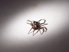 Western Parson Spider by lostinfog. Used under a CC BY-SA 2.0 license.