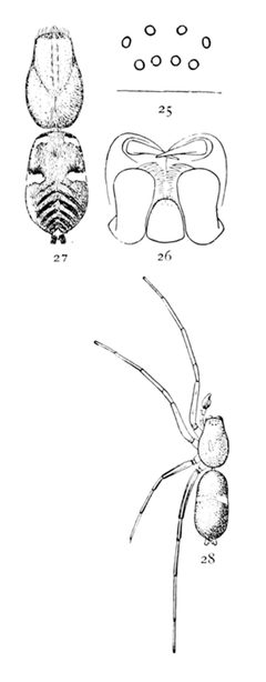 Common Spiders U.S. 025-8 by James Henry Emerton (1847 – 1931). Used under a Public domain license.