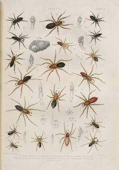 BlackwallSpidersPlateVI by John Blackwall. Used under a Public domain license.