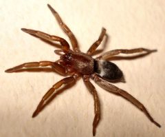 Scotophaeus blackwalli by Mick E. Talbot. Used under a CC BY 2.0 license.