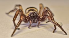 Scotophaeus blackwalli - the mouse spider by richard pigott. Used under a CC BY-SA 2.0 license.