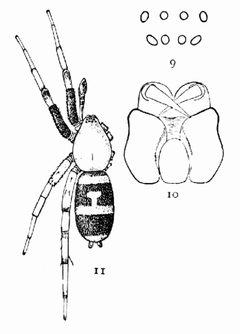 Common Spiders U.S. 009-11 by James Henry Emerton (1847 – 1931). Used under a Public domain license.