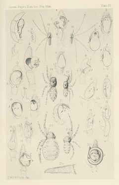 Hentz Plate 20 by James Henry Emerton
. Used under a Public domain license.
