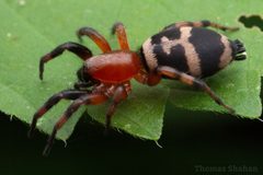 Sergiolus capulatus - Variegated Ground Spider - Oklahoma by Thomas Shahan. Used under a CC BY 2.0 license.