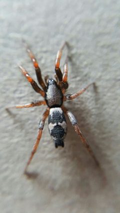 Common Patterned Ant-mimic Ground Spider imported from iNaturalist photo 6167457 on 13 March 2024 by (c) Toby, some rights reserved (CC BY). Used under a CC BY 4.0 license.