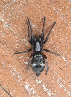 Sergiolus montanus 152855072 by Victor Heng. Used under a CC0 license.