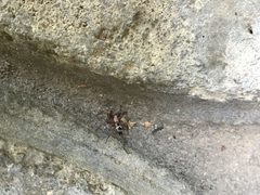 Sergiolus montanus 8756462 by Emily Chebul. Used under a CC BY-SA 4.0 license.