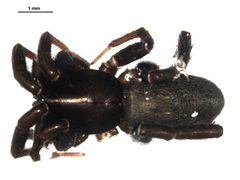 Zelotes pseustes by Gergin Blagoev, Biodiversity Intitute of Ontario. Used under a CC BY 3.0 license.