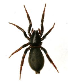 Zelotes subterraneus by Veli-Matti Mukkala. Used under a Copyrighted free use license.