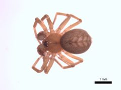 Antistea brunnea 1 by M. Alex Smith, Centre for Biodiversity Genomics. Used under a CC BY-SA 3.0 license.