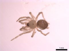 Antistea brunnea 2 by M. Alex Smith, Centre for Biodiversity Genomics. Used under a CC BY-SA 3.0 license.