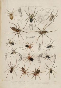 BlackwallSpidersPlateX by John Blackwall. Used under a Public domain license.