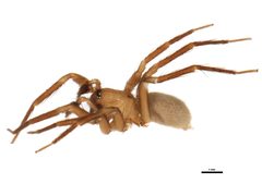 Cicurina pallida by CBG Photography Group, Centre for Biodiversity Genomics. Used under a CC0 license.