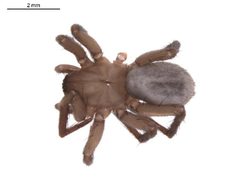 Cicurina pallida f by G. Blagoev. Used under a CC0 license.
