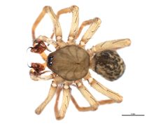 Cicurina robusta 1 by CBG Photography Group, Centre for Biodiversity Genomics. Used under a CC BY-SA 3.0 license.
