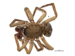 Cicurina robusta 2 by CBG Photography Group, Centre for Biodiversity Genomics. Used under a CC BY-SA 3.0 license.