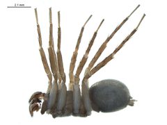 Cicurina simplex by G. Blagoev, Centre for Biodiversity Genomics. Used under a CC BY-SA 3.0 license.
