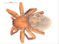 Cicurina simplex f1 by CBG Photography Group, Centre for Biodiversity Genomics. Used under a CC BY-SA 3.0 license.