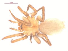 Cicurina simplex f2 by CBG Photography Group, Centre for Biodiversity Genomics. Used under a CC BY-SA 3.0 license.