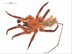 Cicurina simplex m2 by CBG Photography Group, Centre for Biodiversity Genomics. Used under a CC BY-SA 3.0 license.