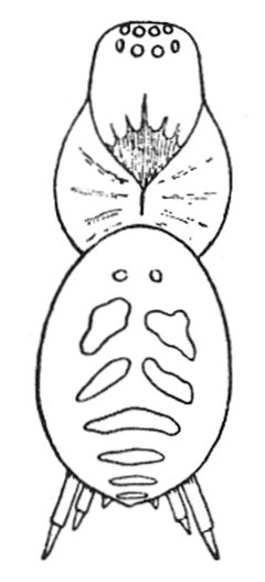 Common Spiders U.S. 252 by James Henry Emerton (1847 – 1931). Used under a Public domain license.