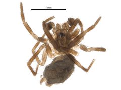 Hahnia cinerea by CBG Photography Group, Centre for Biodiversity Genomics. Used under a CC0 license.