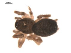 Hahnia cinerea f by Gergin Blagoev, Centre for Biodiversity Genomics. Used under a CC0 license.
