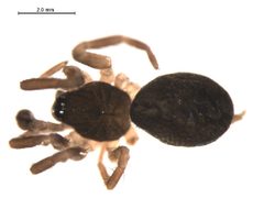 Hahnia cinerea m1 by Gergin Blagoev, Centre for Biodiversity Genomics. Used under a CC0 license.