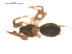 Hahnia cinerea m2 by Gergin Blagoev, Centre for Biodiversity Genomics. Used under a CC0 license.