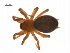 Hahnia glacialis f1 by G. Blagoev, Centre for Biodiversity Genomics. Used under a CC BY-SA 3.0 license.
