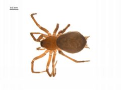Hahnia glacialis f2 by G. Blagoev, Centre for Biodiversity Genomics. Used under a CC BY-SA 3.0 license.