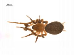 Hahnia glacialis m by G. Blagoev, Centre for Biodiversity Genomics. Used under a CC BY-SA 3.0 license.