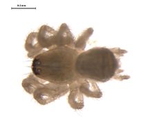 Neoantistea agilis by Gergin Blagoev, Centre for Biodiversity Genomics. Used under a CC BY-SA 3.0 license.