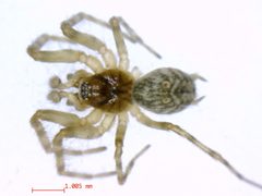 Neoantistea magna1 by M. Alex Smith, Centre for Biodiversity Genomics. Used under a CC BY-SA 3.0 license.