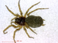Neoantistea magna2 by M. Alex Smith, Centre for Biodiversity Genomics. Used under a CC BY-SA 3.0 license.