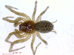 Neoantistea magna3 by M. Alex Smith, Centre for Biodiversity Genomics. Used under a CC BY-SA 3.0 license.