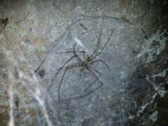 Hypochilus pococki 222614165 by Leila Dasher. Used under a CC BY 4.0 license.