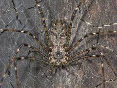 Hypochilus pococki Kaldari 01 by Ryan Kaldari. Used under a Public domain license.