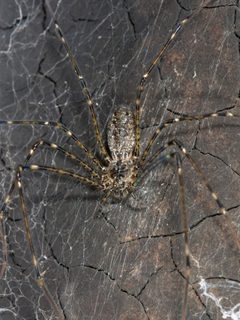 Hypochilus pococki Kaldari 02 by Kaldari. Used under a CC0 license.